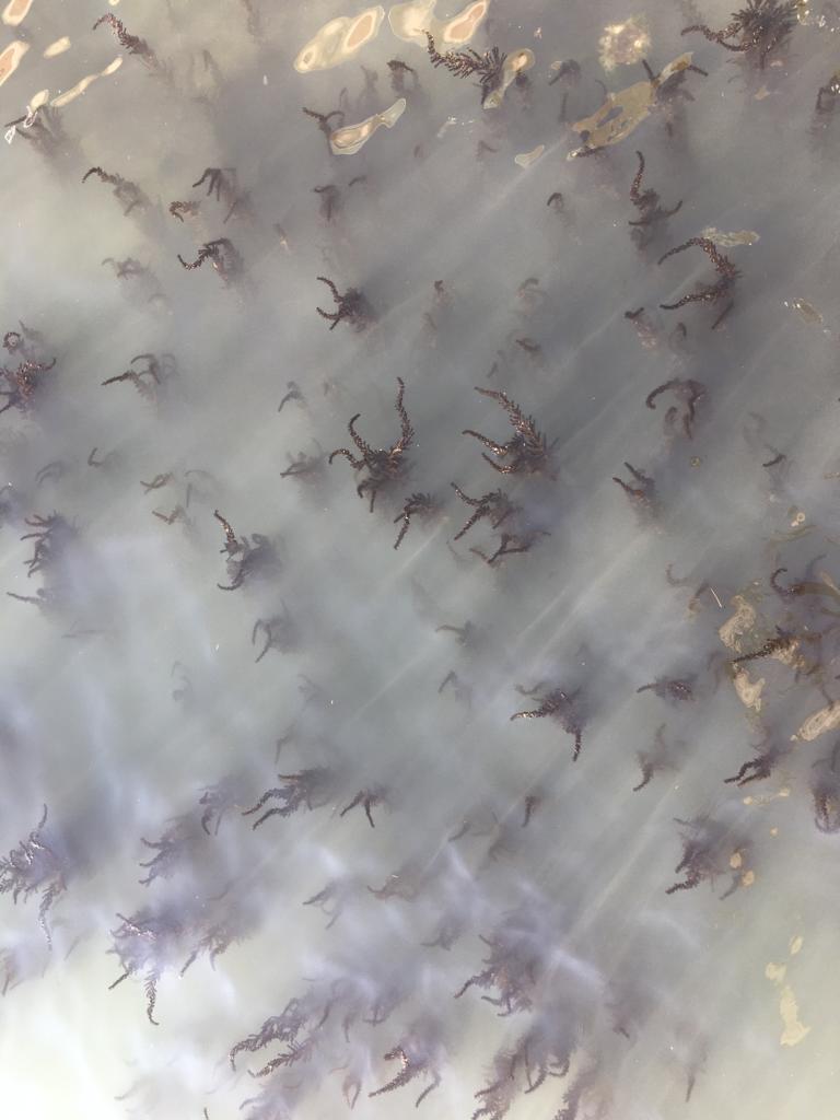 Cappuccino Cup - Ghebi