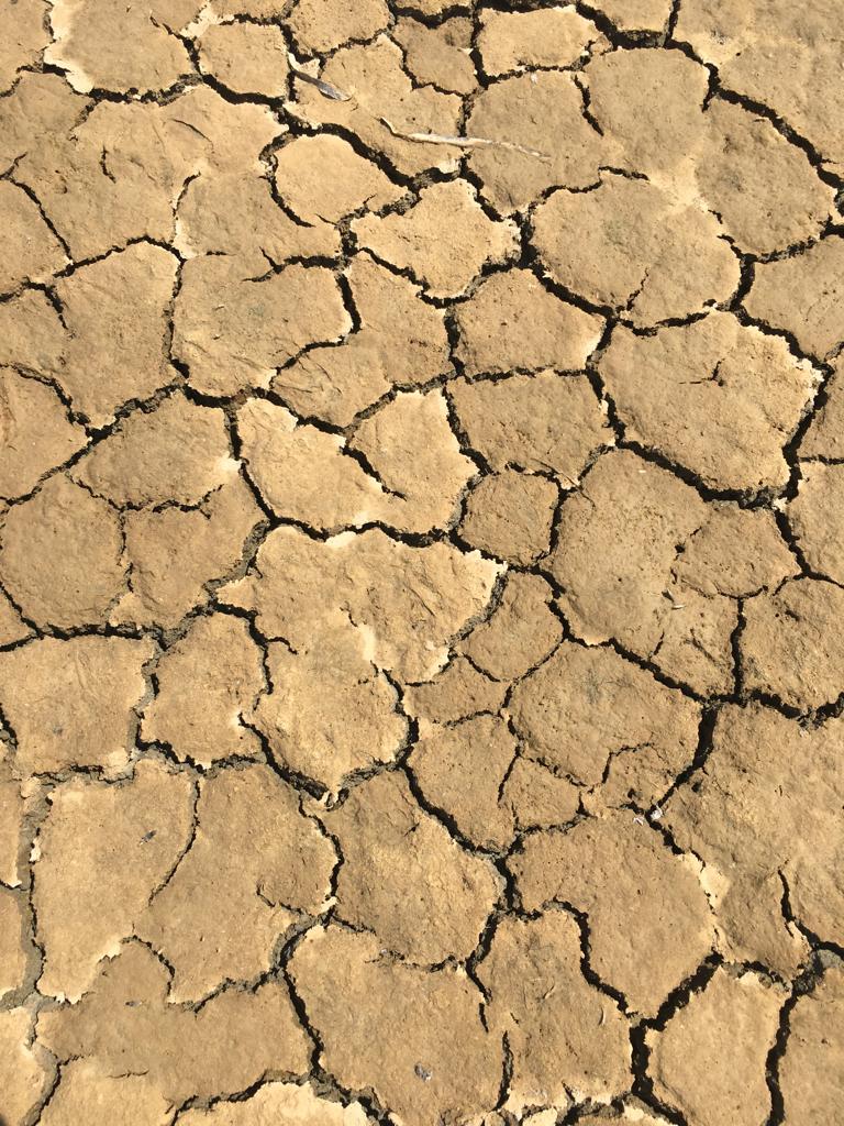 Cappuccino Cup - Terra