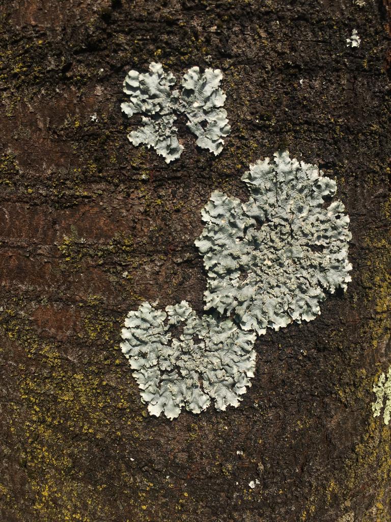 Bowl - Lichens 